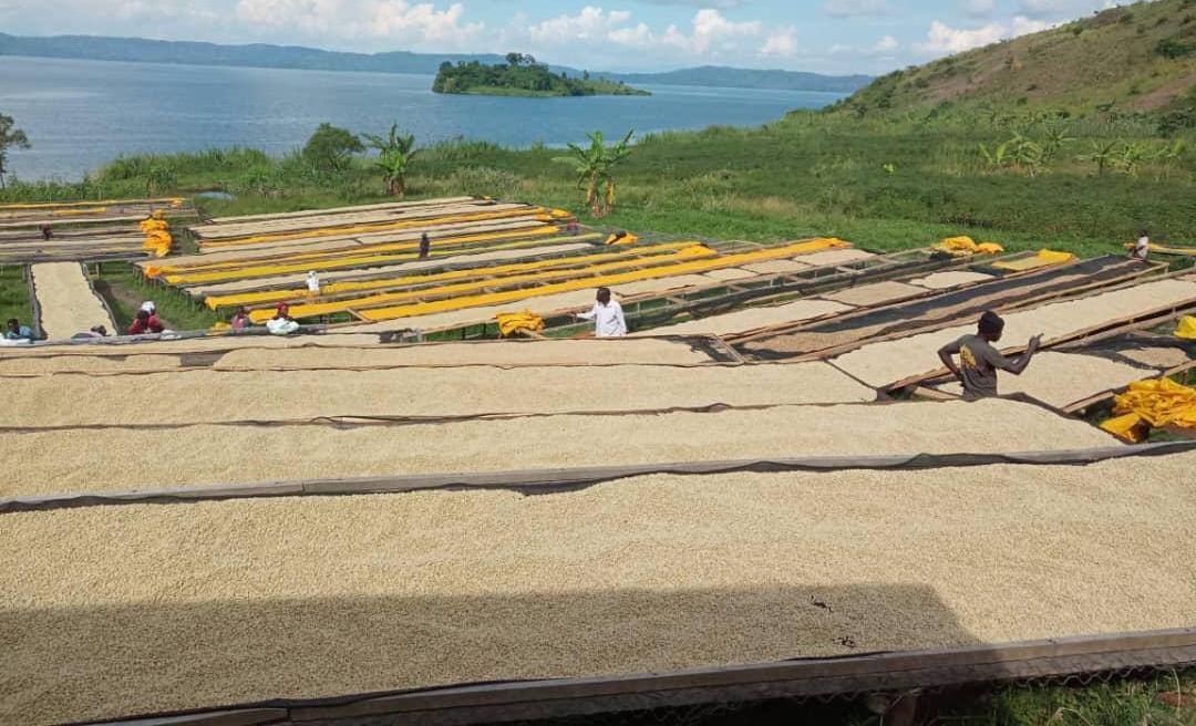 Terroir de Kalehe, bord du lac Kivu