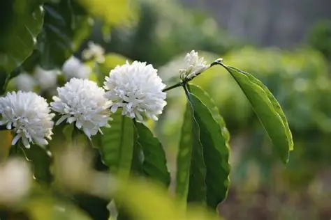 When the coffee flowers and the cherries form, the farmer's hope is reborn
