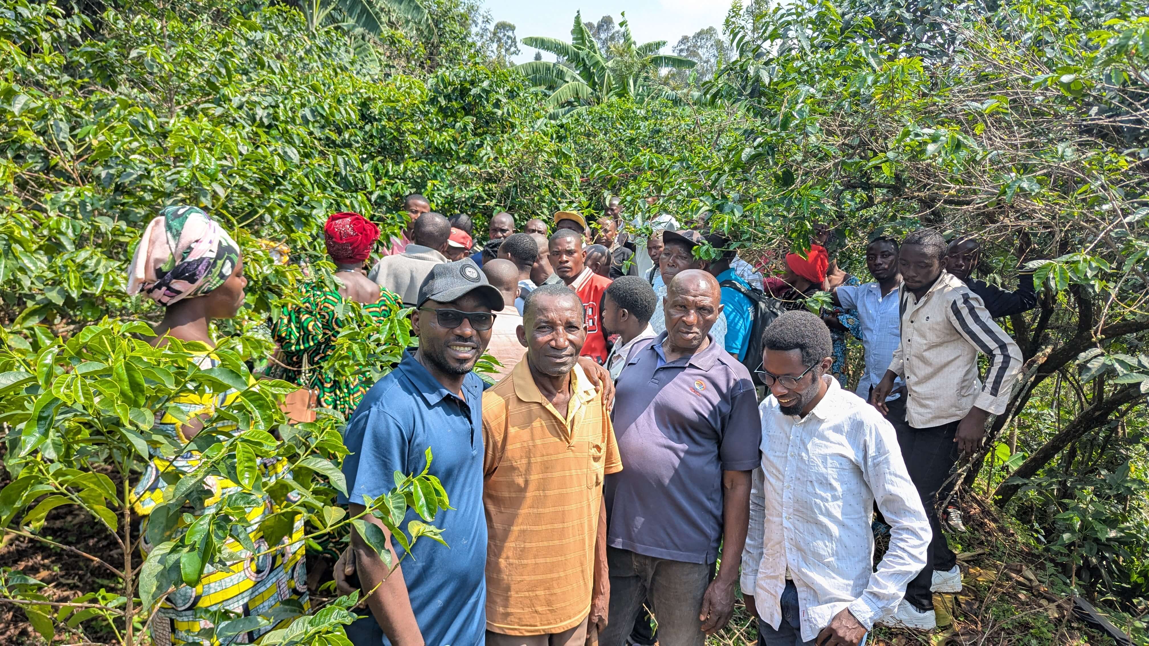 Farmer Field Schools for more productive and sustainable coffee in Kalehe