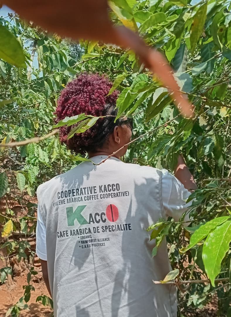 KACCO is strengthening its agronomy team to better monitor coffee plots in accordance with EUDR compliance requirements.